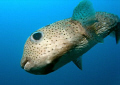   Taken Fan Canyon Tioman Island Malaysia my Olympus 5060  